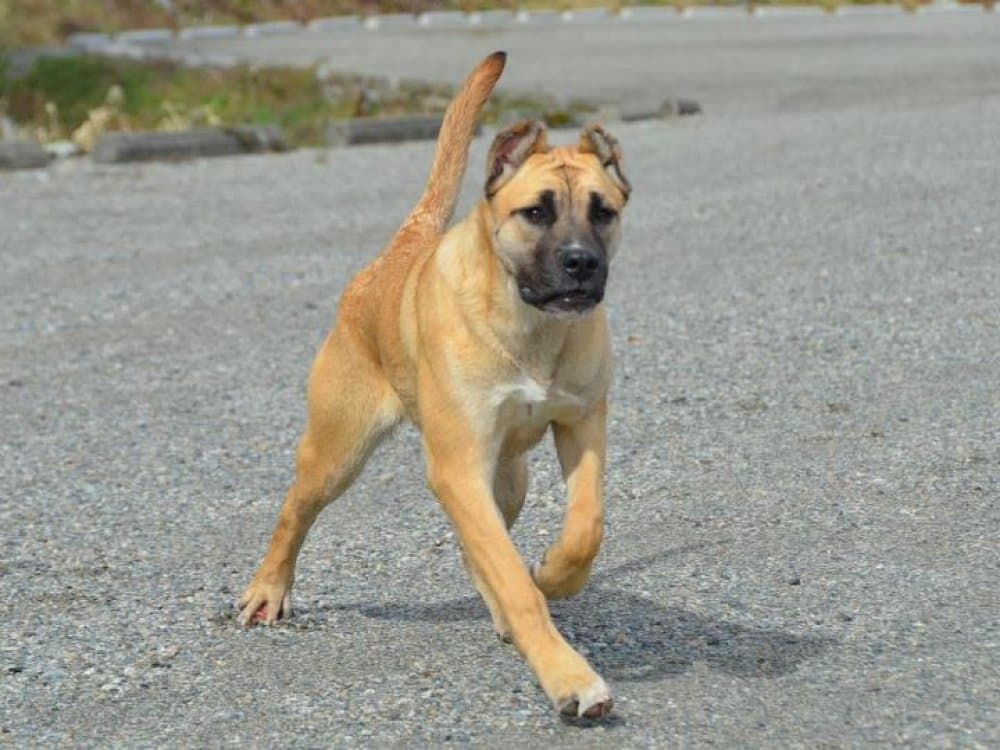 MEANA DE LEXA ESTATE GUARDIAN 1