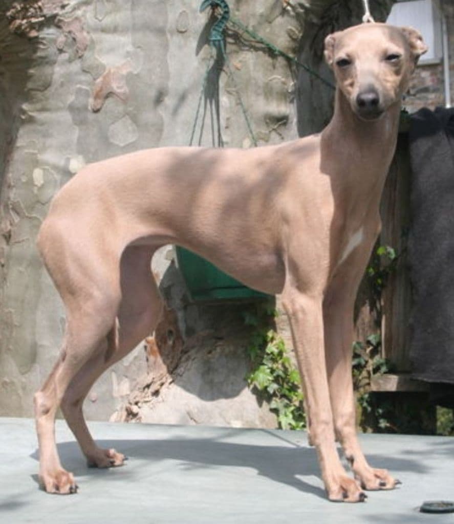 Jynx Despinida Des Princes De Minos 1