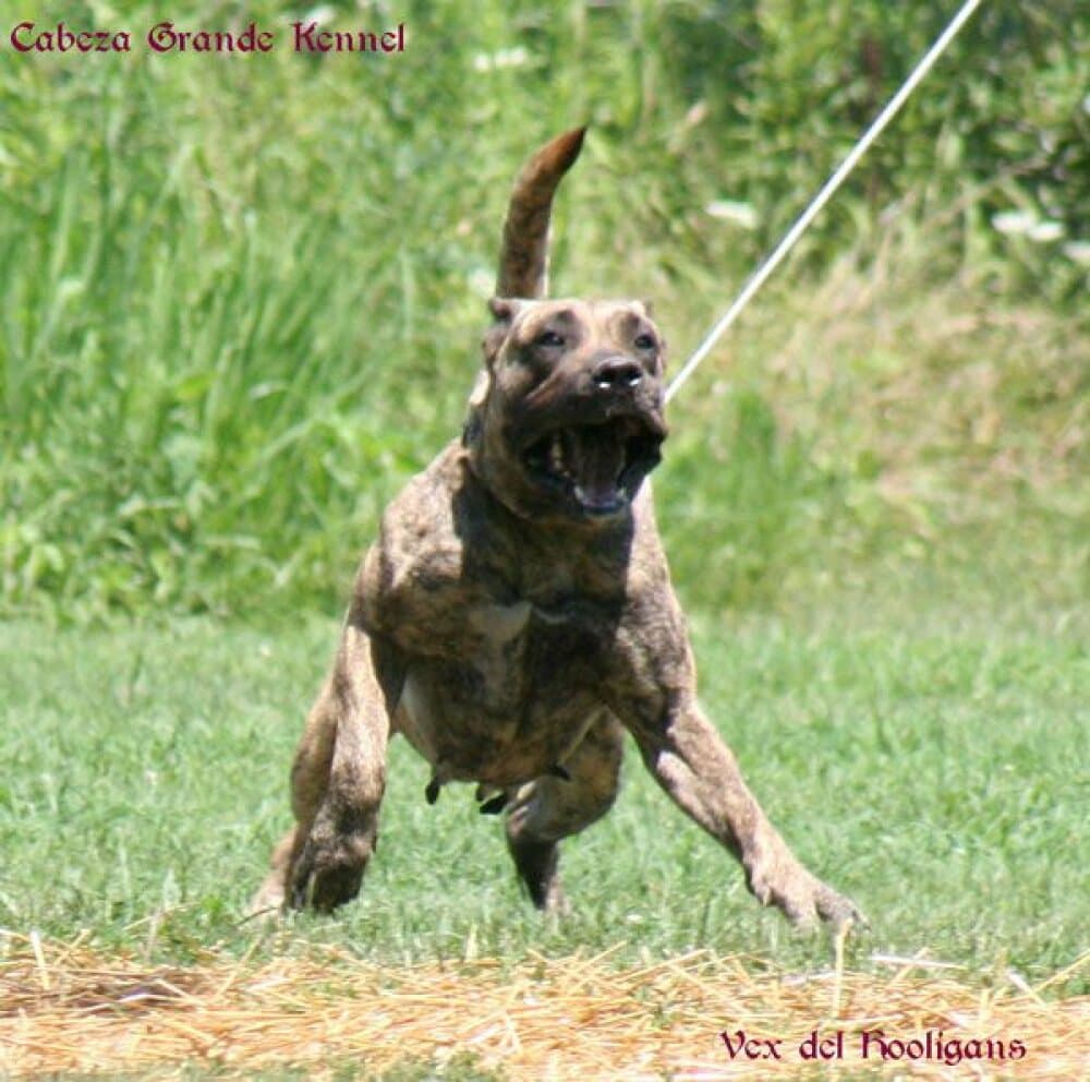 VEX DEL HOOLIGANS 1