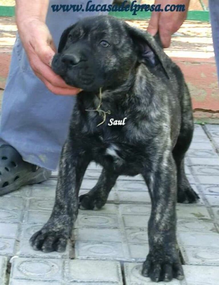 SAUL DE CASA DEL PRESA 1
