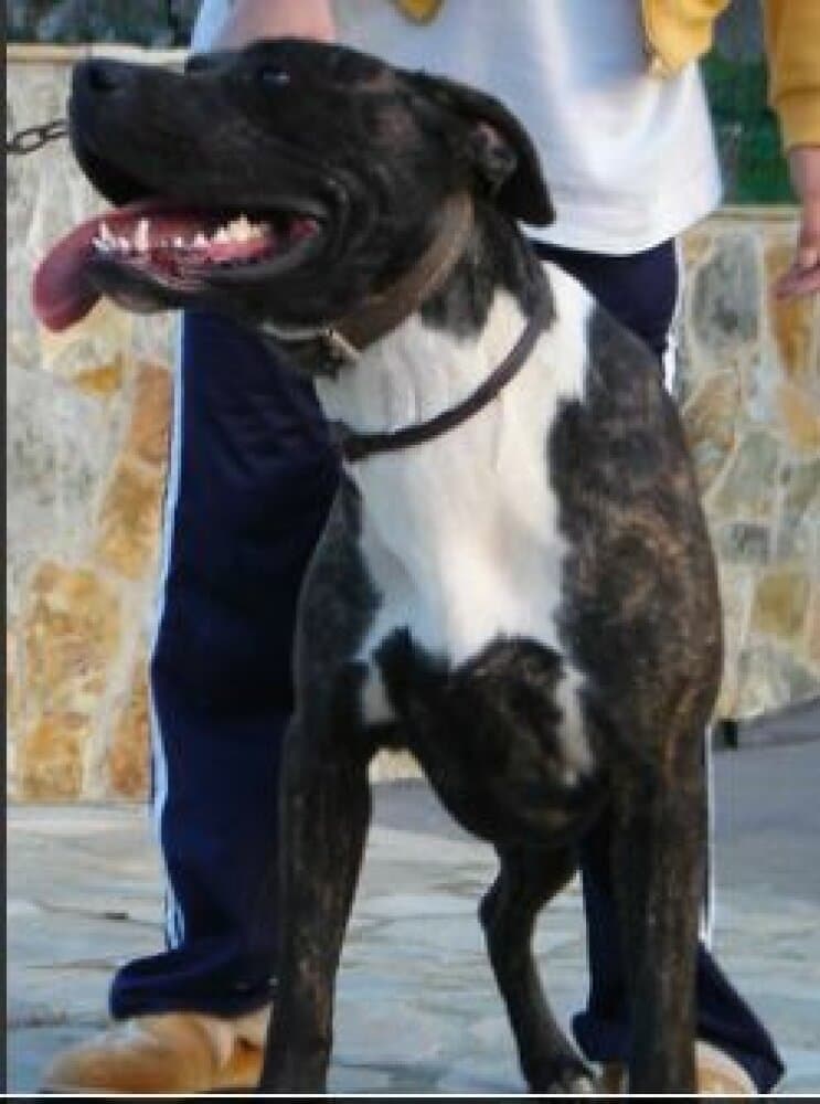 DAMA DE PRESA CAN 1