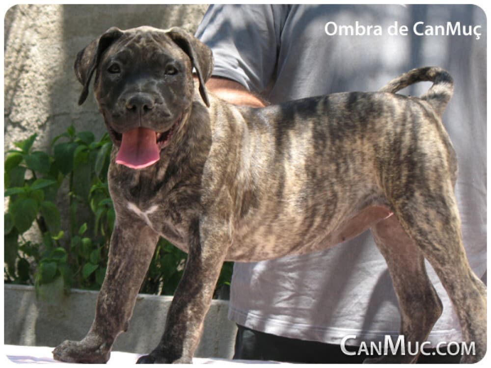 OMBRA DE CANMUC 1