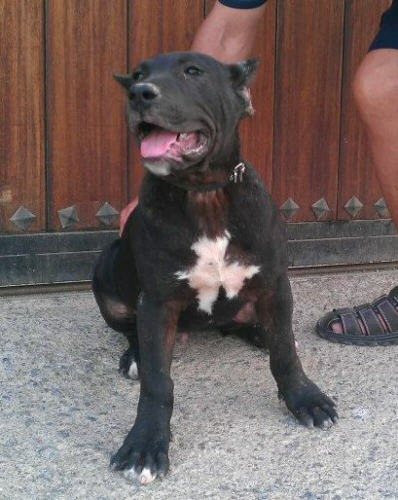 GUARAPO DE PERRO DE LA TIERRA 1