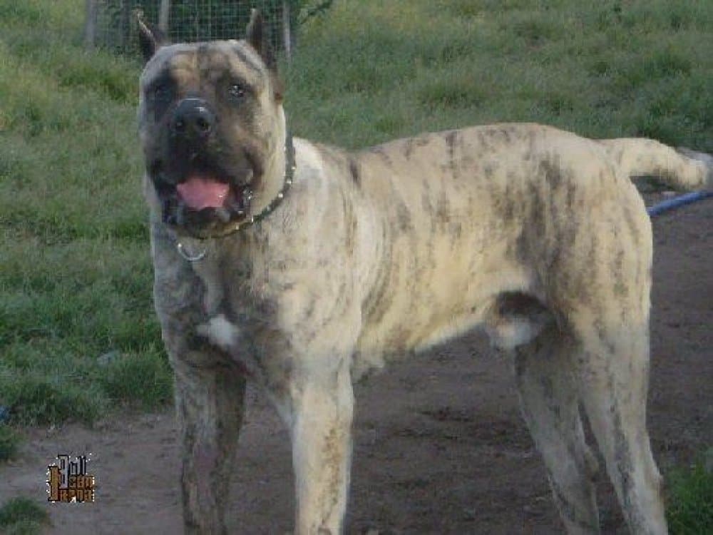 ARES DE VILLA ALESIA 1