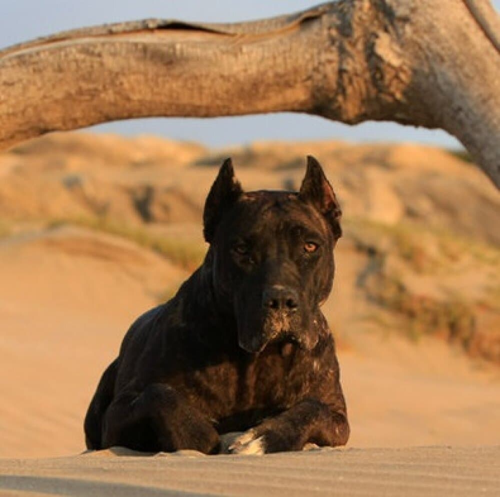 MAMBA DE RANCHO BRAVO 1
