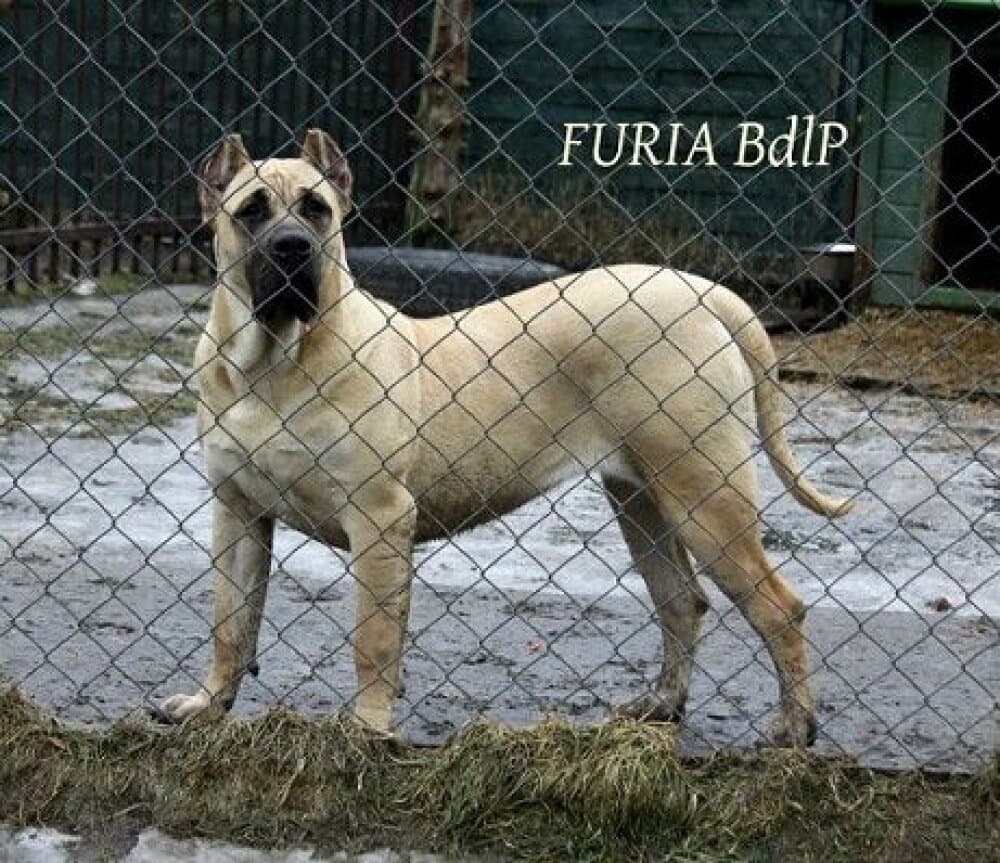 FURIA BALUARTE DE LOS PERROS 1