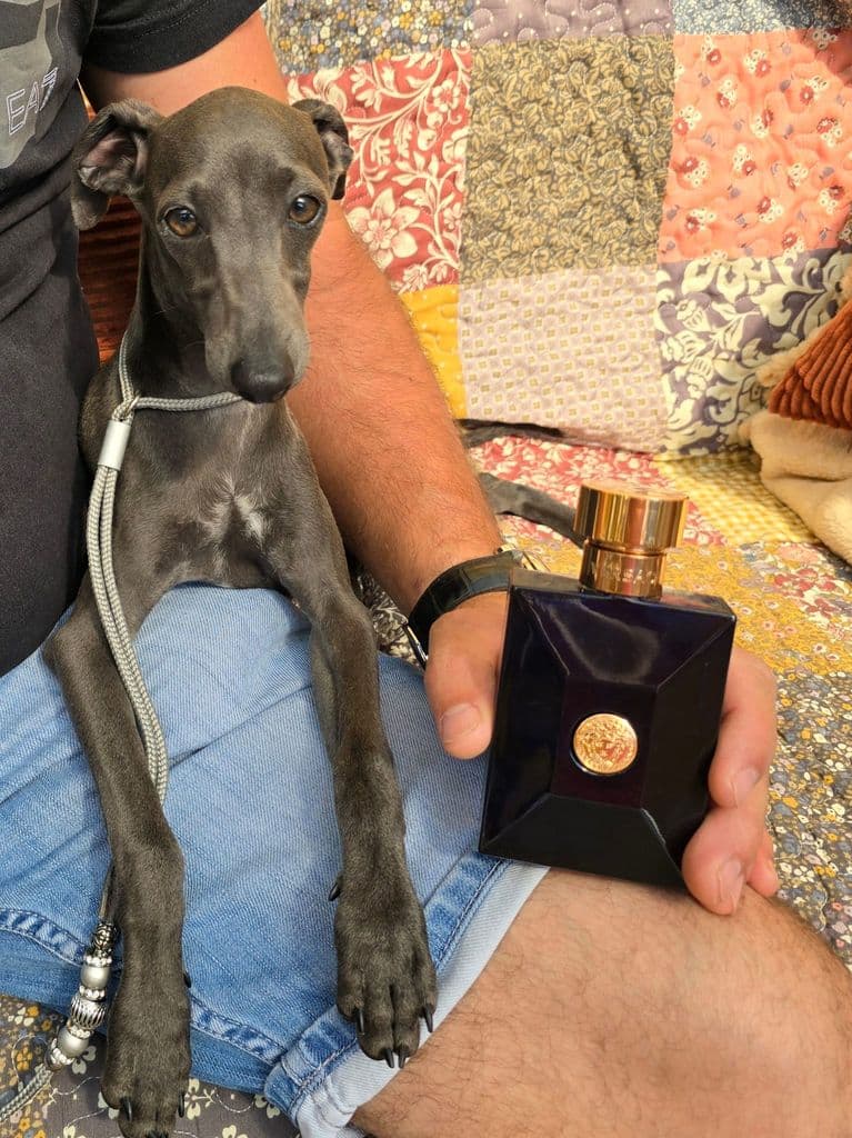 Versus Versace Du Domaine de Chanteloup 1