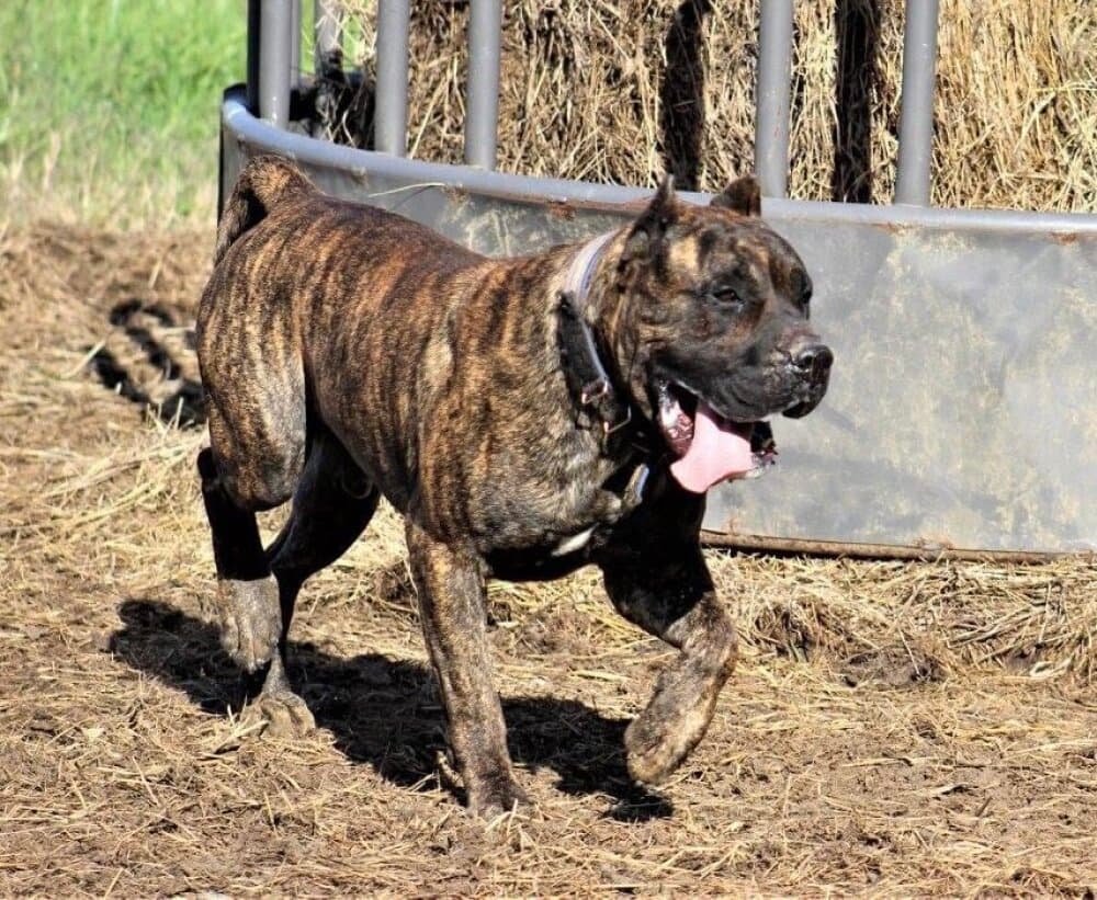 MID AMERICA K-9 ZUSI 1