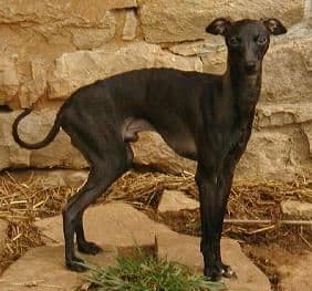 Petit Khéops De Kenty'O 1