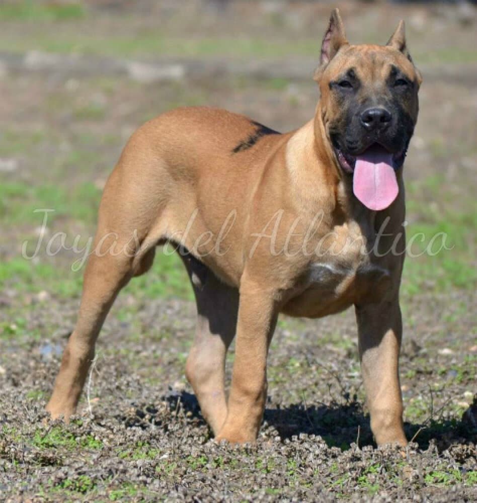 OSO DE LAS JOYAS DEL ATLANTICO 1