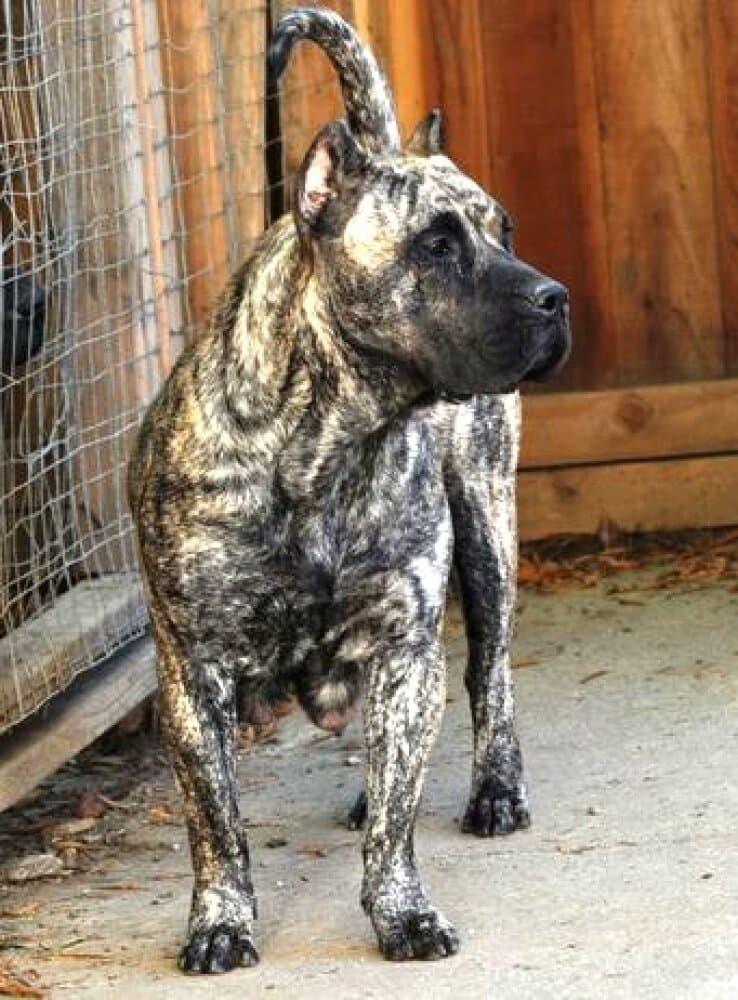 MADONNA PERRO PRESA GRAND 1
