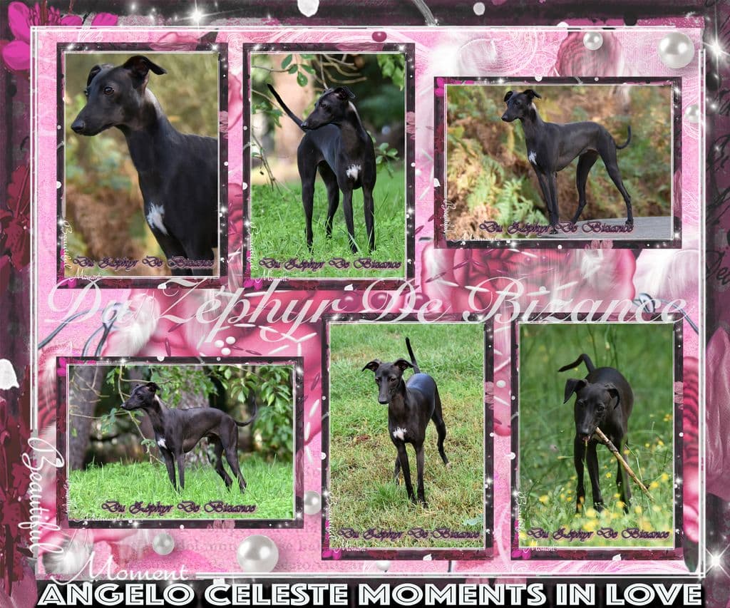 Angelo Celeste Mоments In Love 1