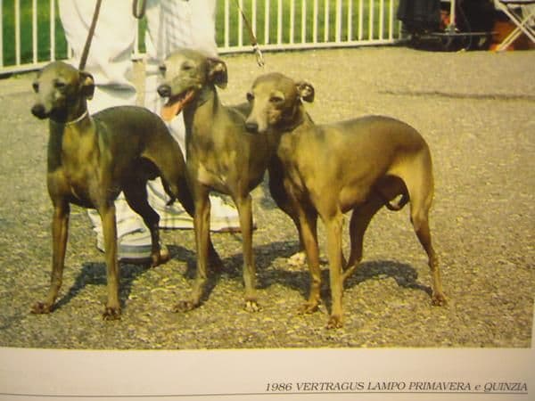 Vertragus Lampo 1