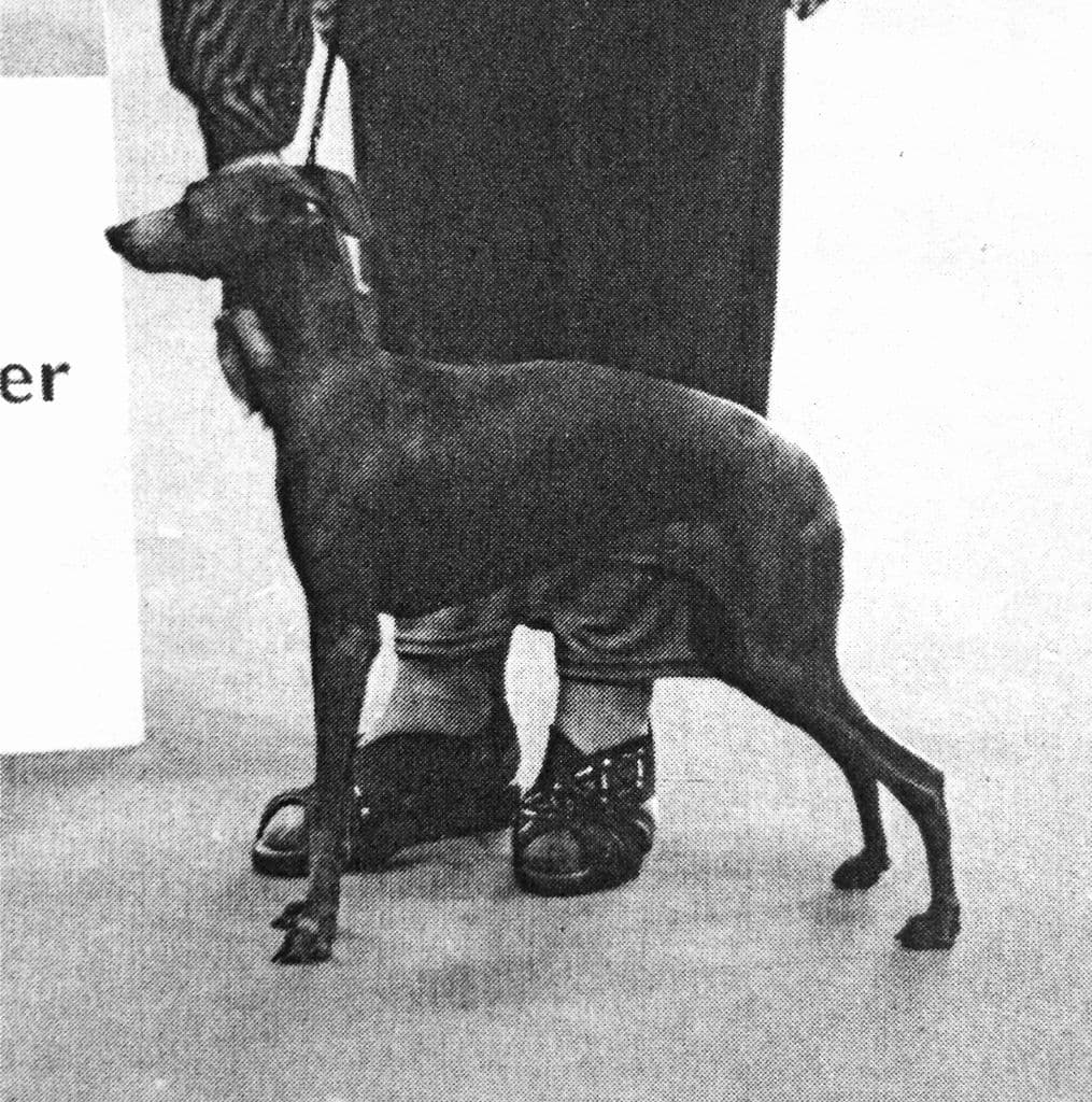 Bocella Il Piccolo Azzuro 1
