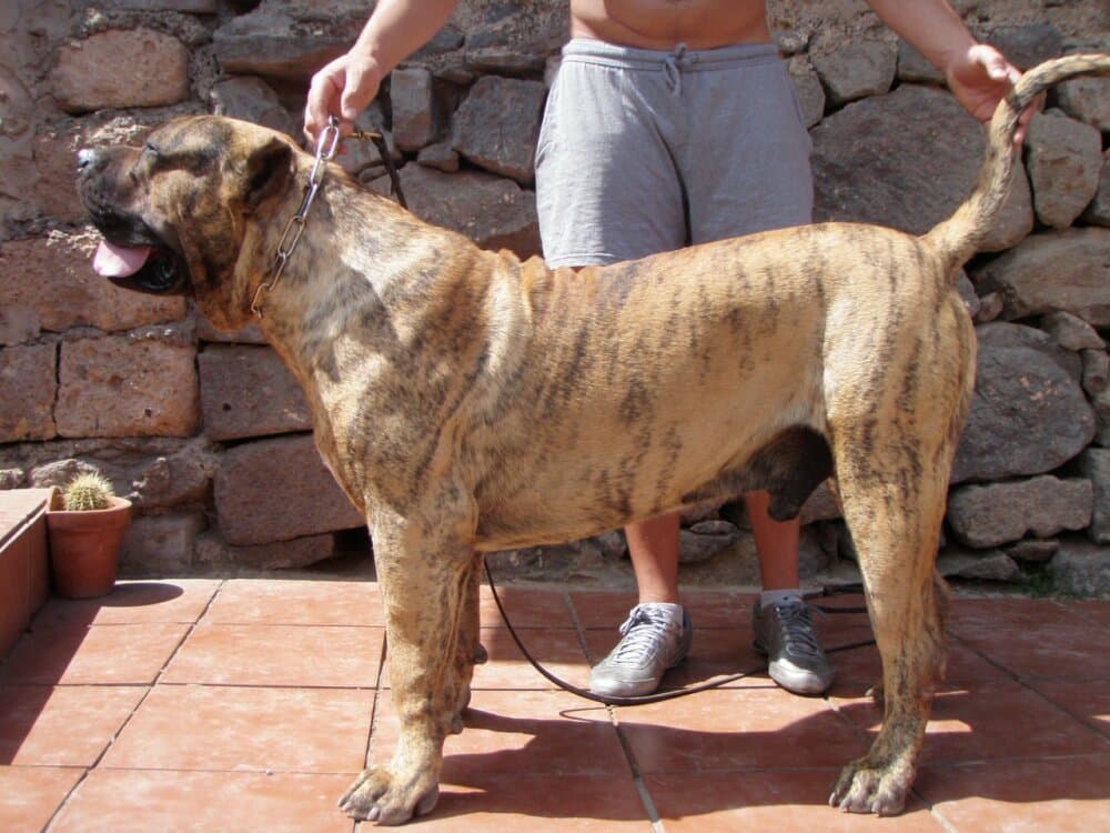KIMBO DE BREVIERCAN 1