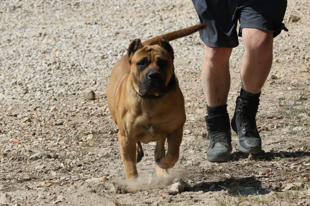 PUNK THE GUARDIAN OF THUNDER RIDGE/CGK 1