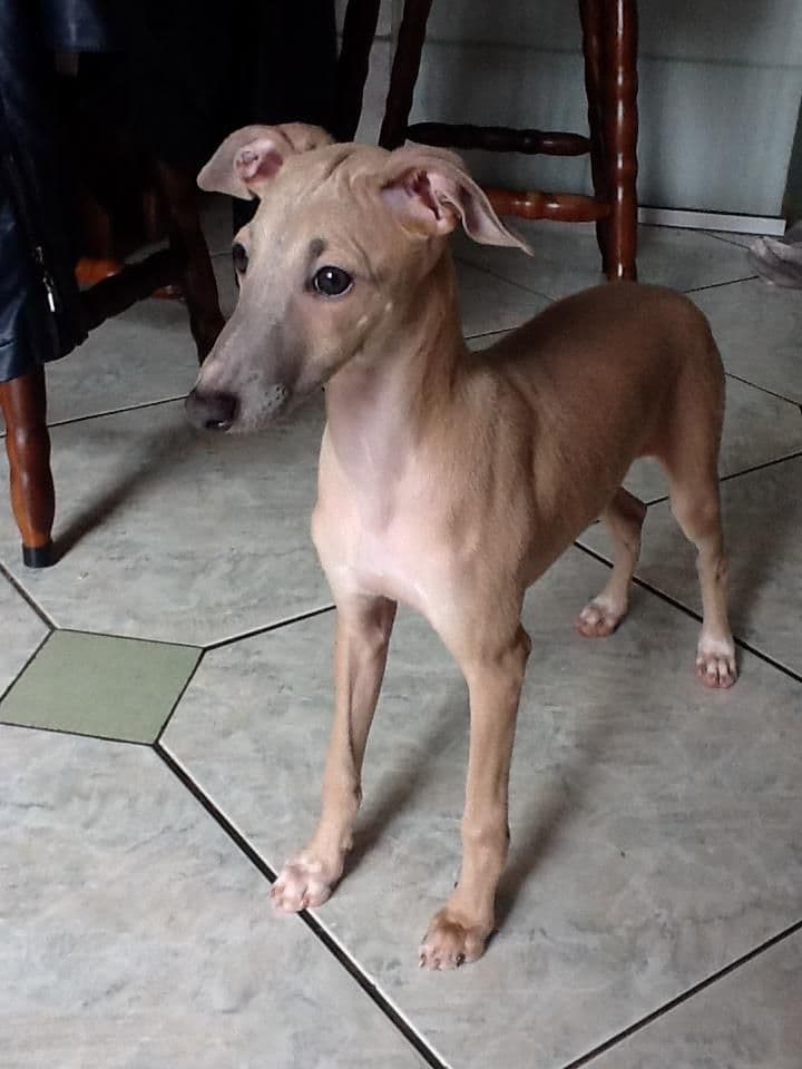 Galgos Tapajós Petrus Do BR Reino 1