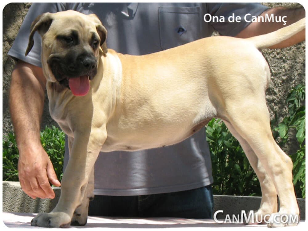 ONA DE CANMUC 1
