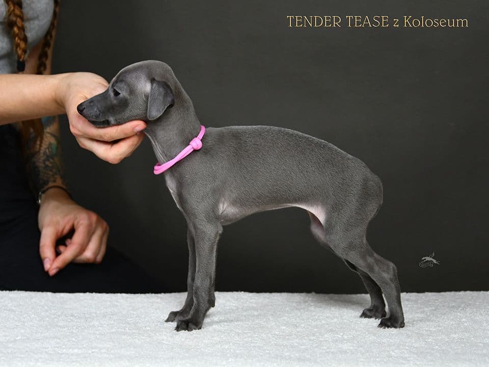 Tender Tease z Koloseum 1