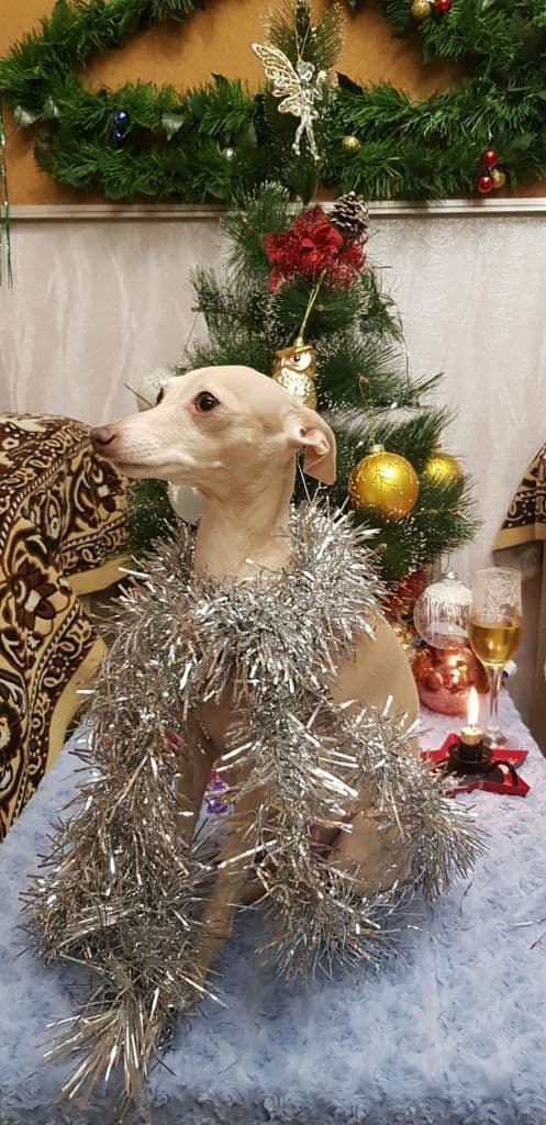 Baronessa Bella So Shkodnogo Dvora 1