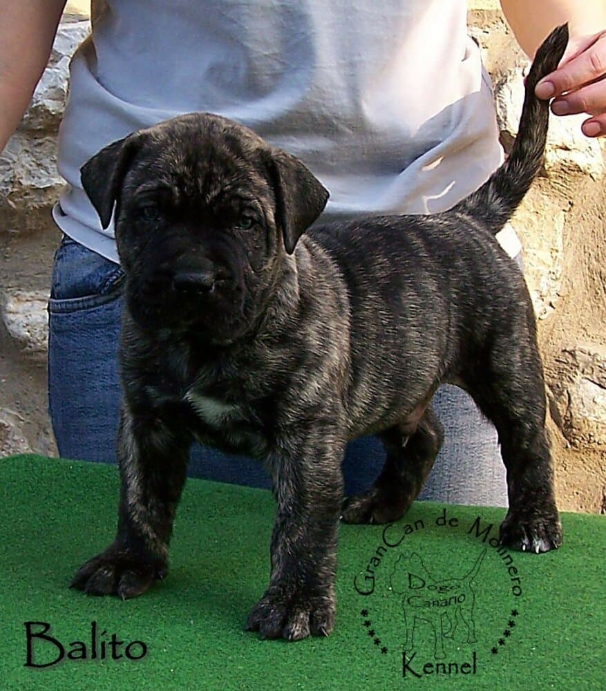 BALITO GRANCAN DE MOLINERO 1