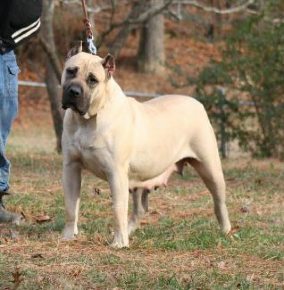 SELVA DE DOG REAL 1