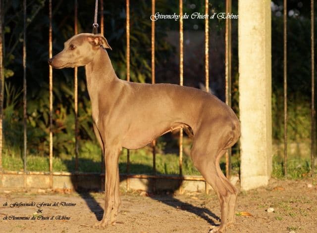 Givenchy Du Chien D'Ebène 1