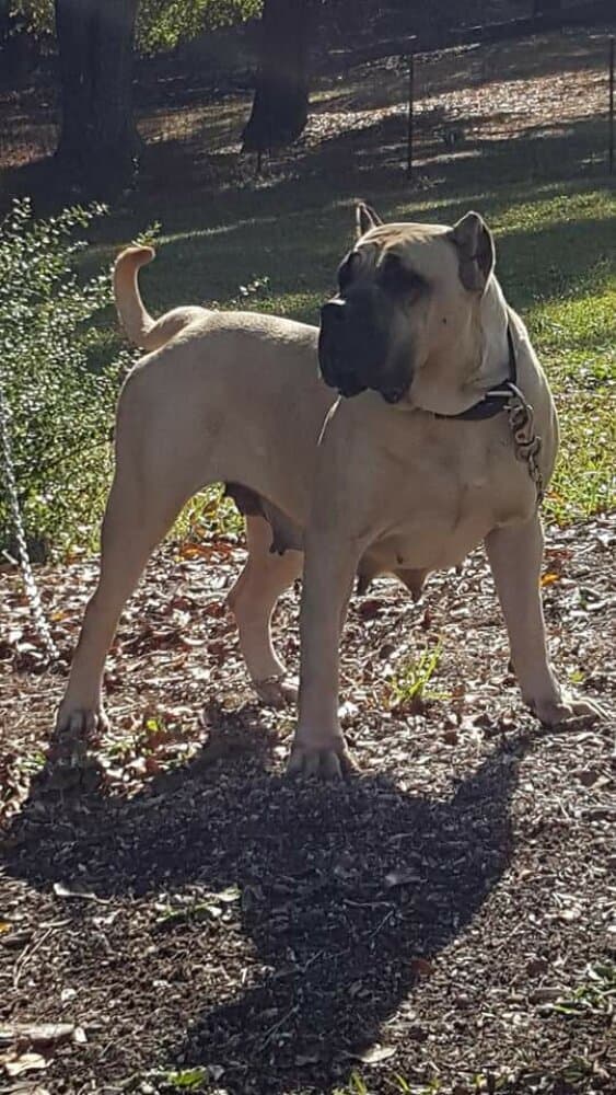 TAYFA BALUARTE DE LOS PERROS 1