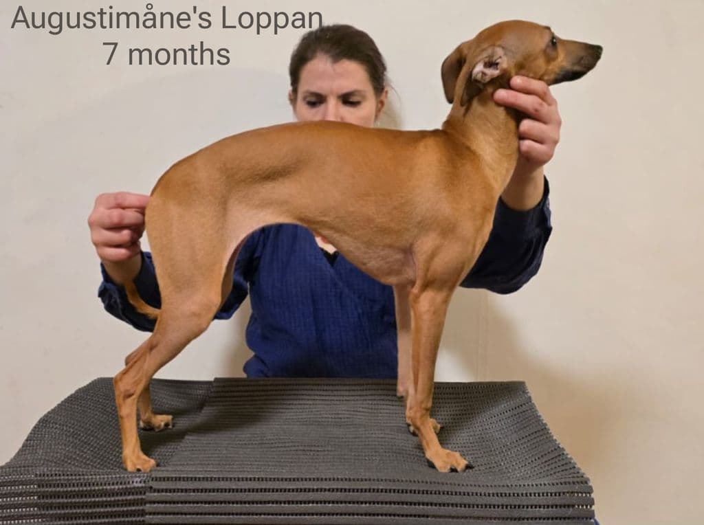 Augustimåne's Loppan Ö 1