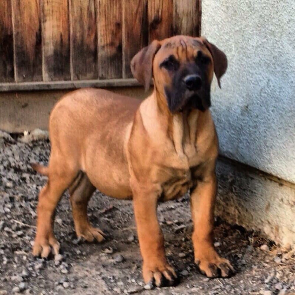 RENZO DE BARNACAN BULL 1