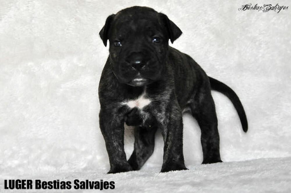 LUGER BESTIAS SALVAJES 1