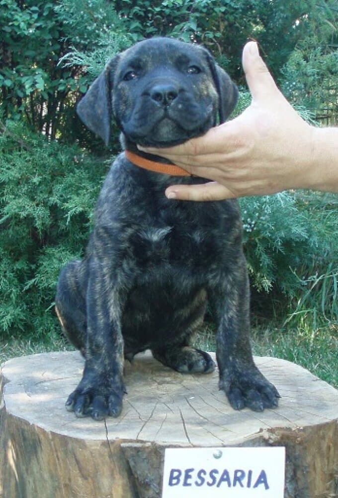 BESSARIA ALFA FAMILY DOG 1