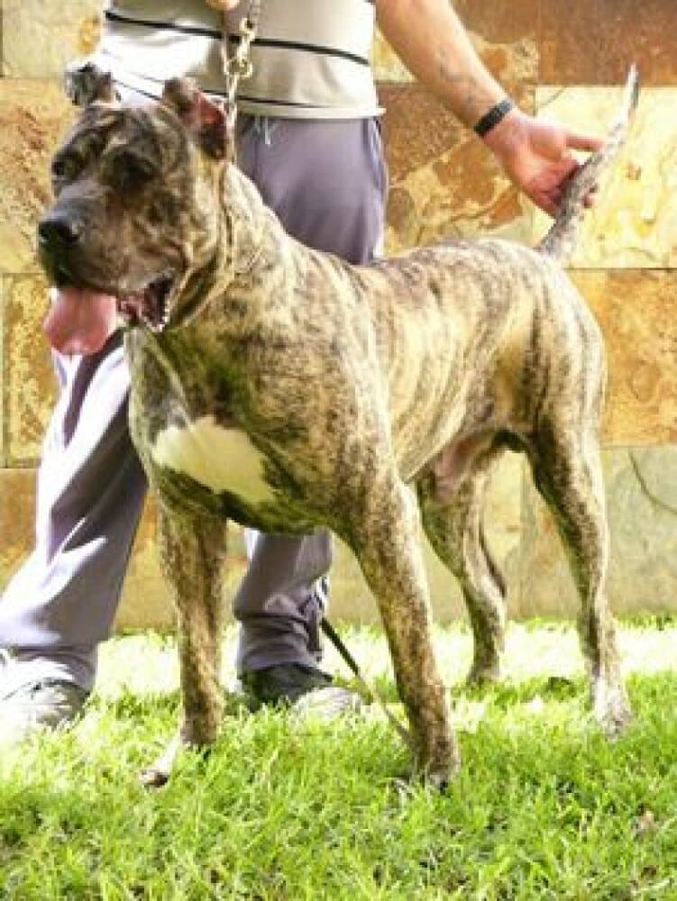 DANDY DEL FAYCANATO 1