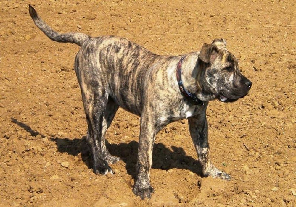 BRISCO DE LA CASA AMISTOSA 1