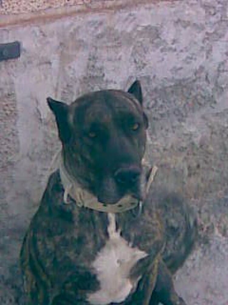 LINDA DE PERRO DE LA TIERRA 1