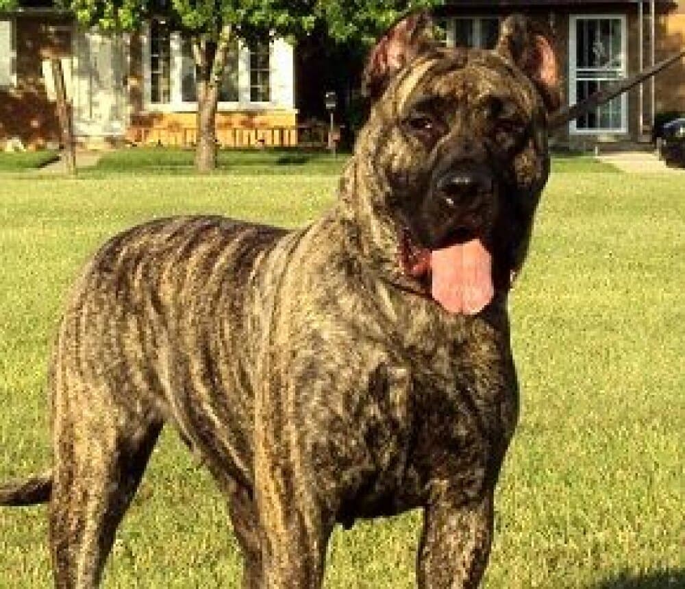 VALKYRIA BALUARTE DE LOS PERROS 1