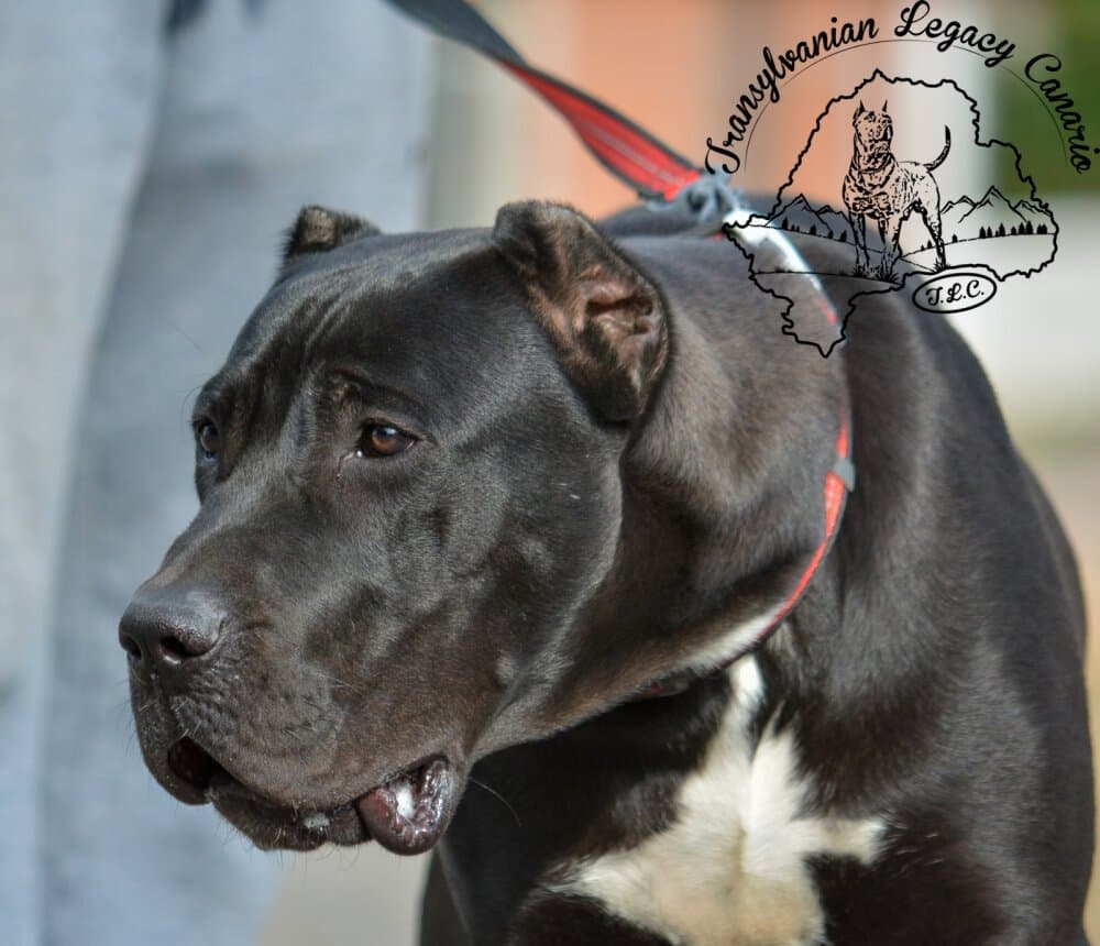 PACHO TRANSYLVANIAN LEGACY CANARIO 1