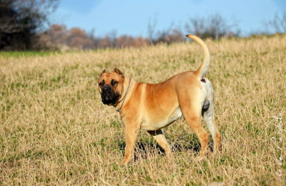 ARMANDO PERROS DE TOROS (TAIPAN) 1