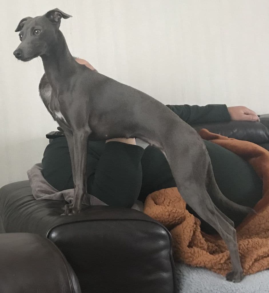 Voce Viva Valentino Cana del Vento 1