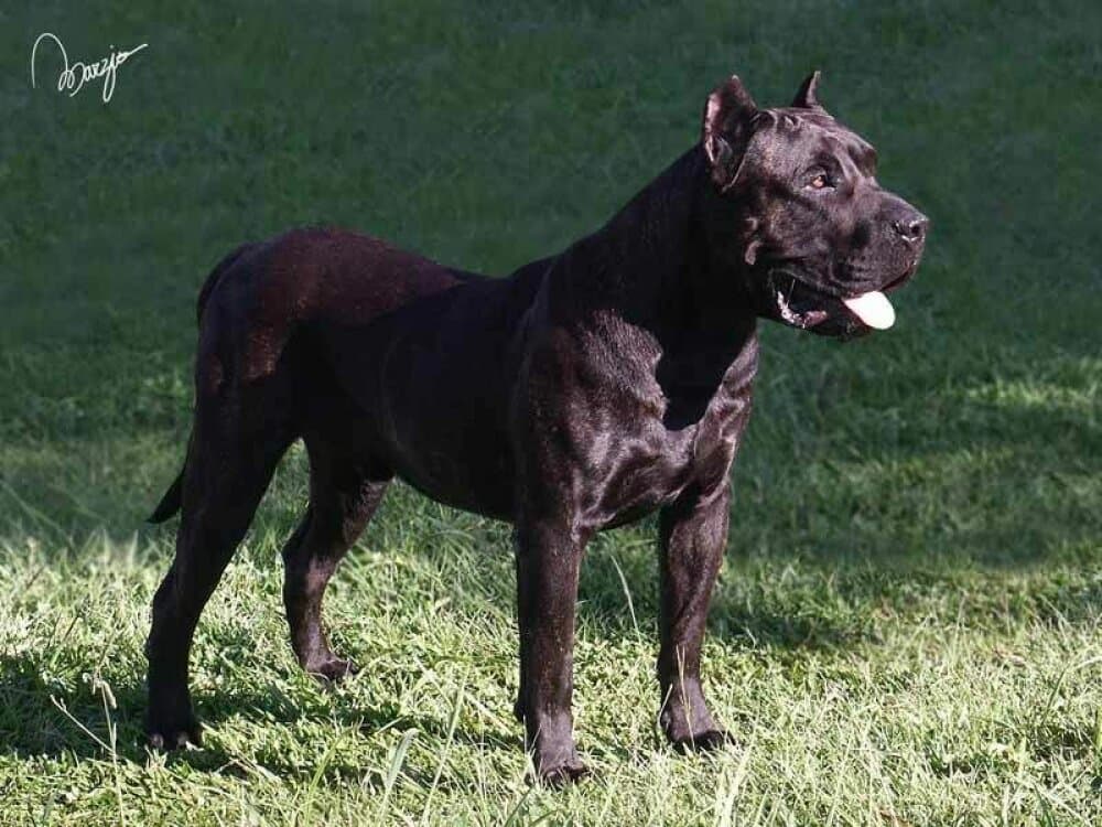 DRAGO DE TAMARAN BULL 1
