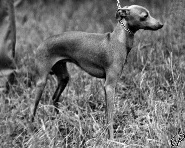 Isia Gerenuk 1