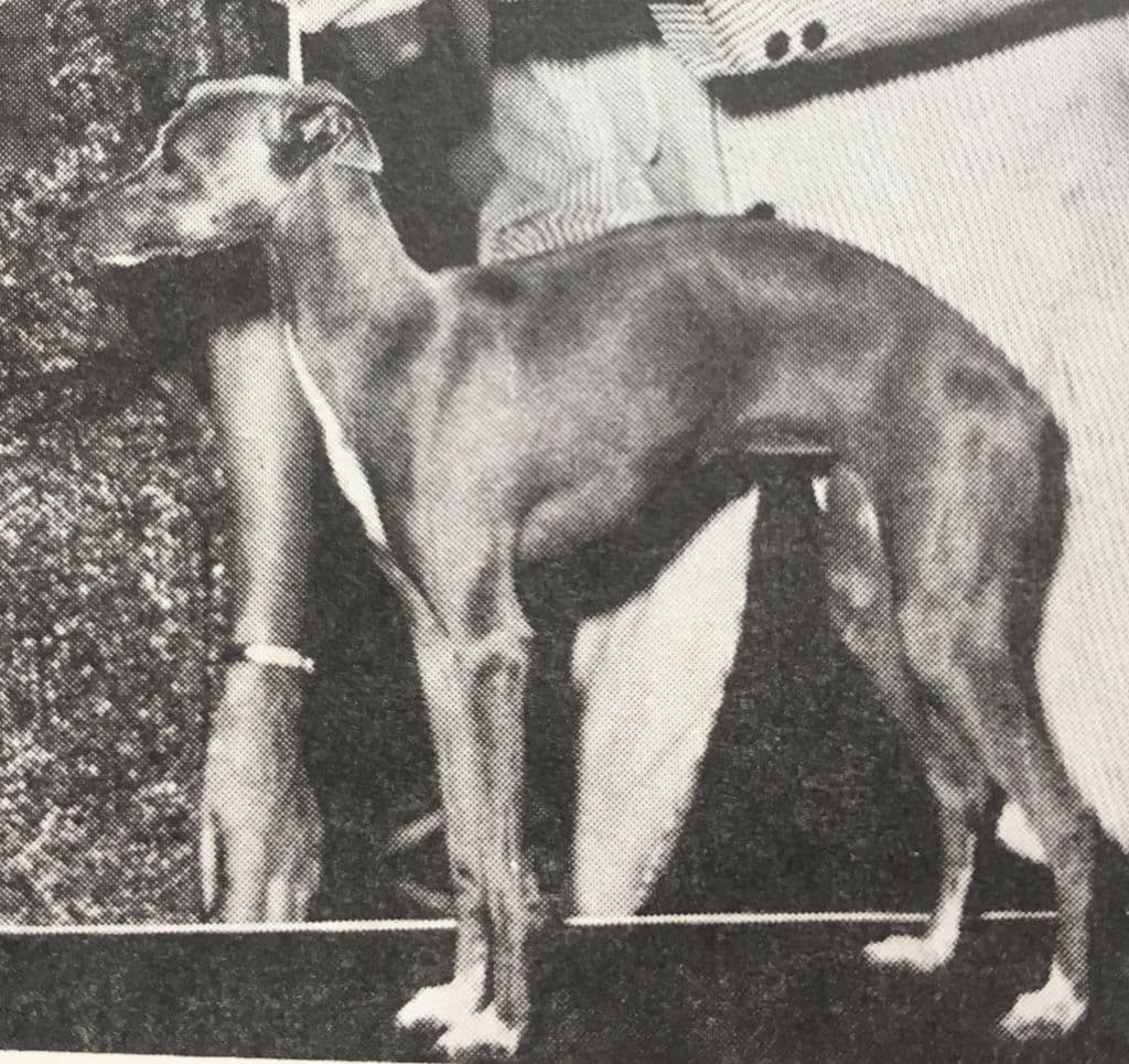 Hilador Willow 1