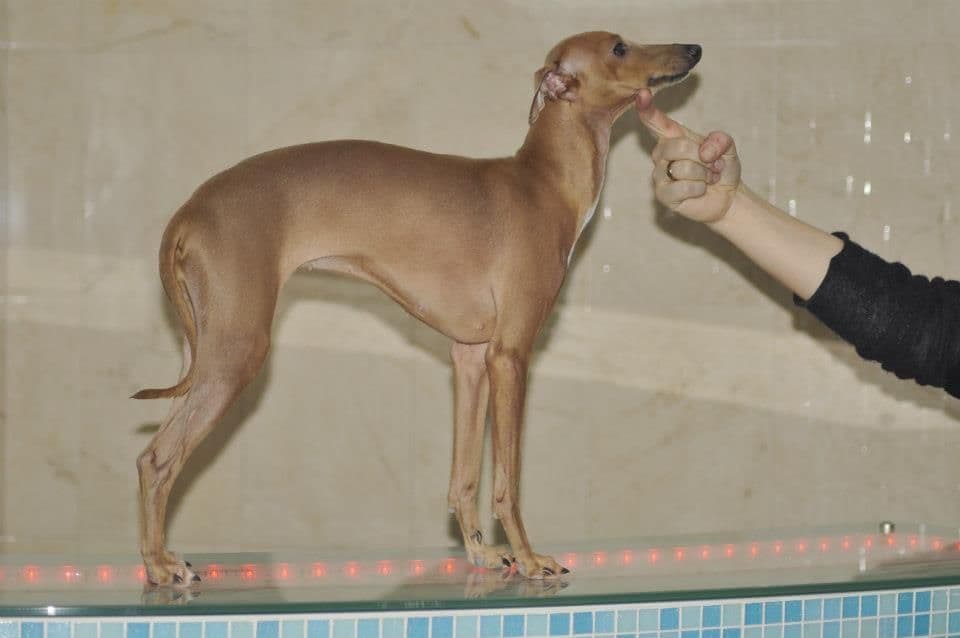 Holly-Star Golden Queen 1