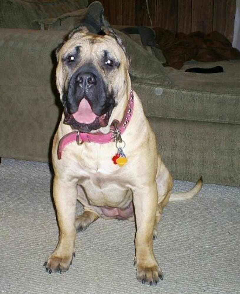 MID AMERICA K9 CORONA 1