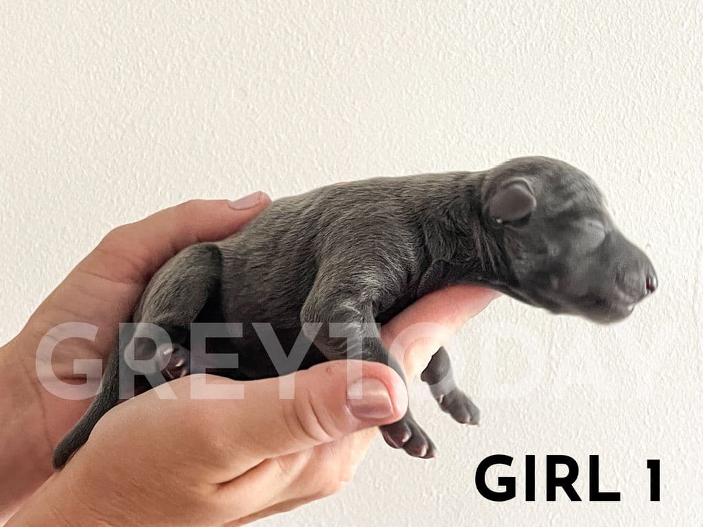 Greytoday Yuki 1