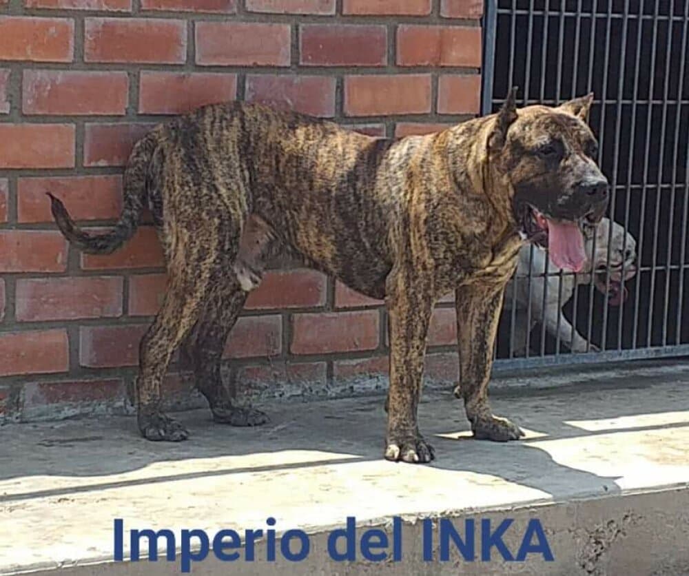 INDIO DE ALDABO 1