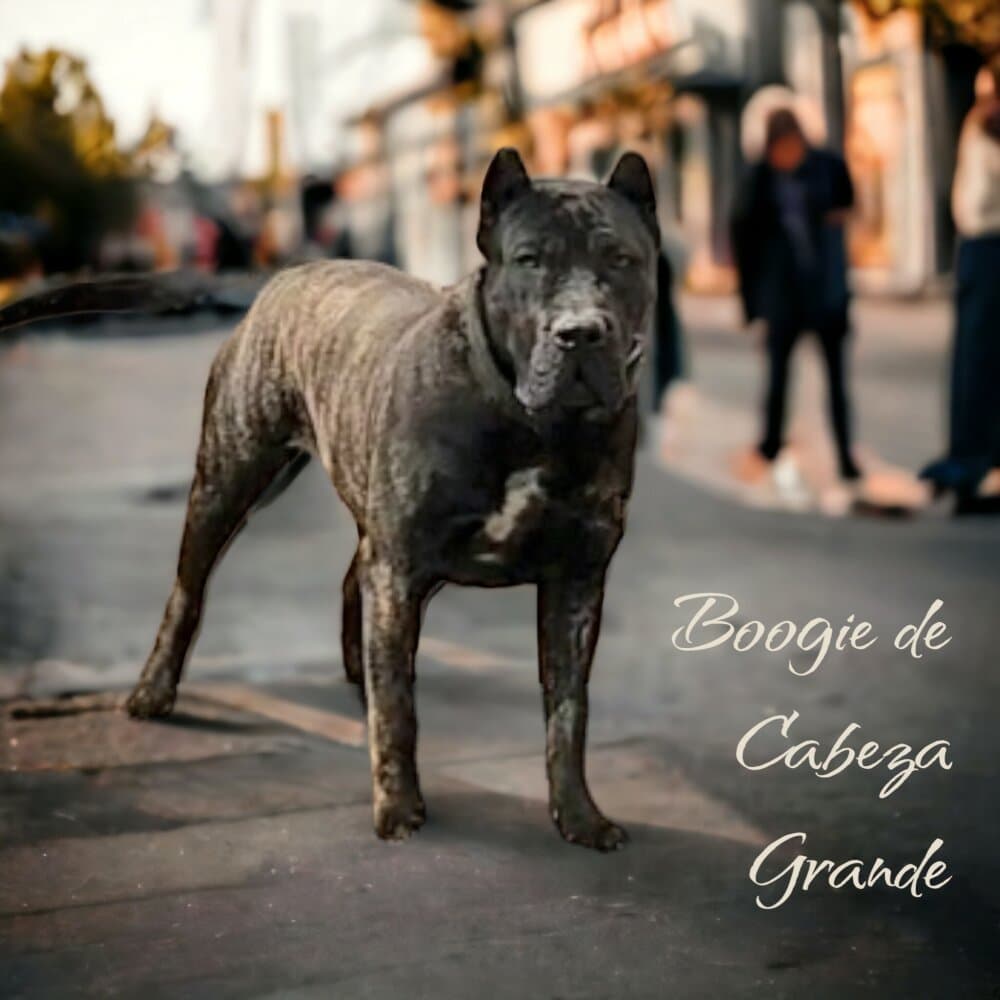 BOOGIE DE CABEZA GRANDE 1