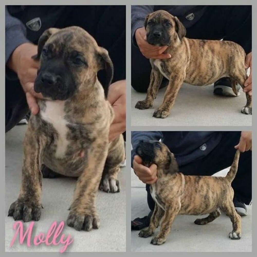 FEARLESS GUARDIAN'S MOLLY 1