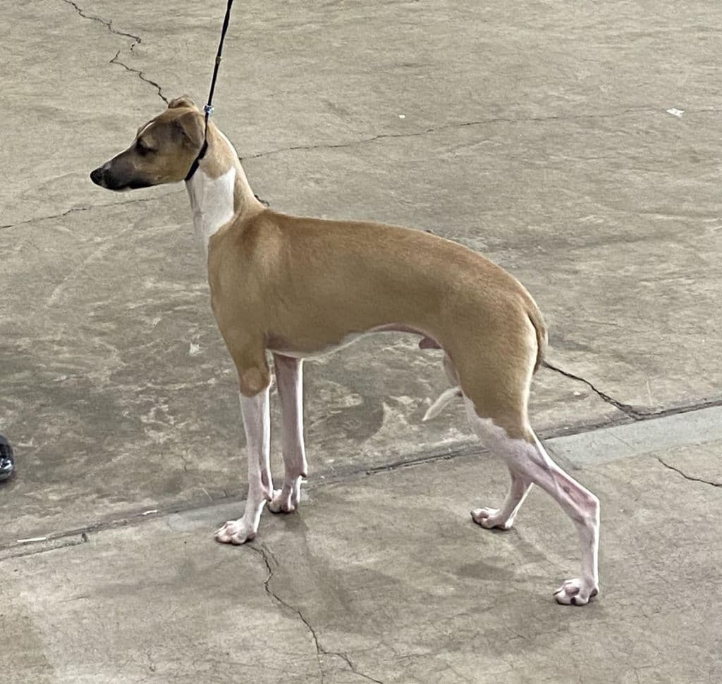 Khani's Chassis of Perfection 1