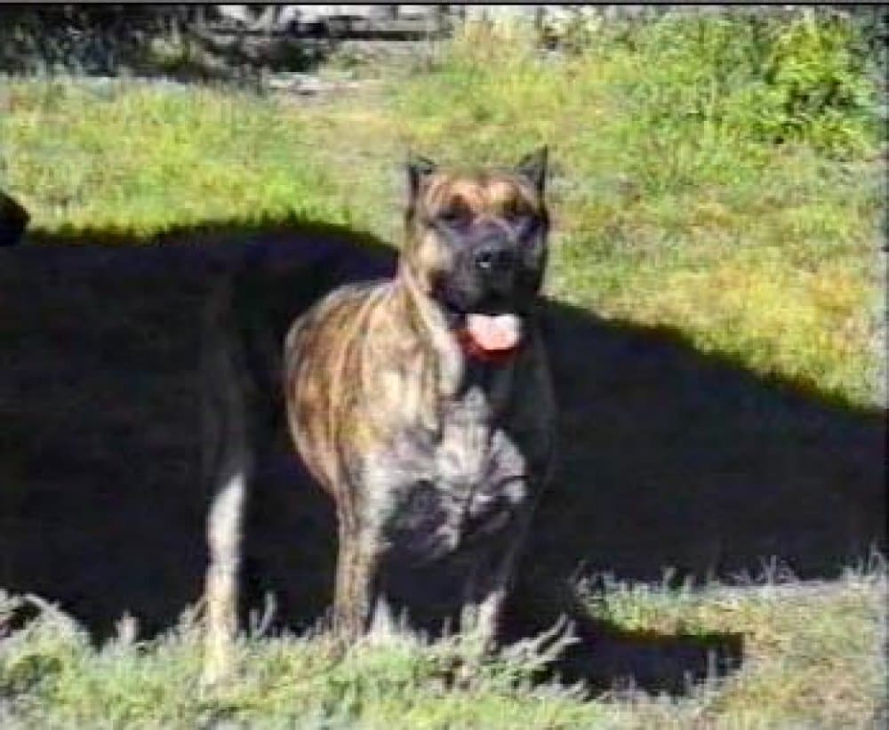 YAISA DE CASA DEL PRESA 1